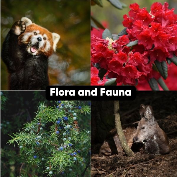 Flora and fauna in Langtang valley trek
