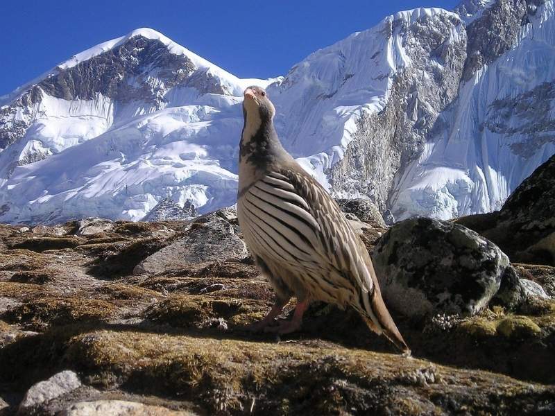 Nepal Trip In September 2025 | Weather, Culture & Trek Guide 1 Nepal Bird In September
