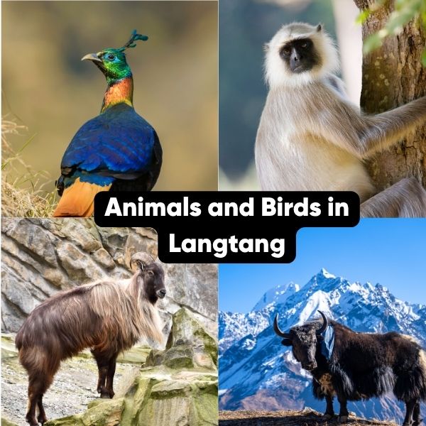 Wildlife in Langtang Valley Trek
