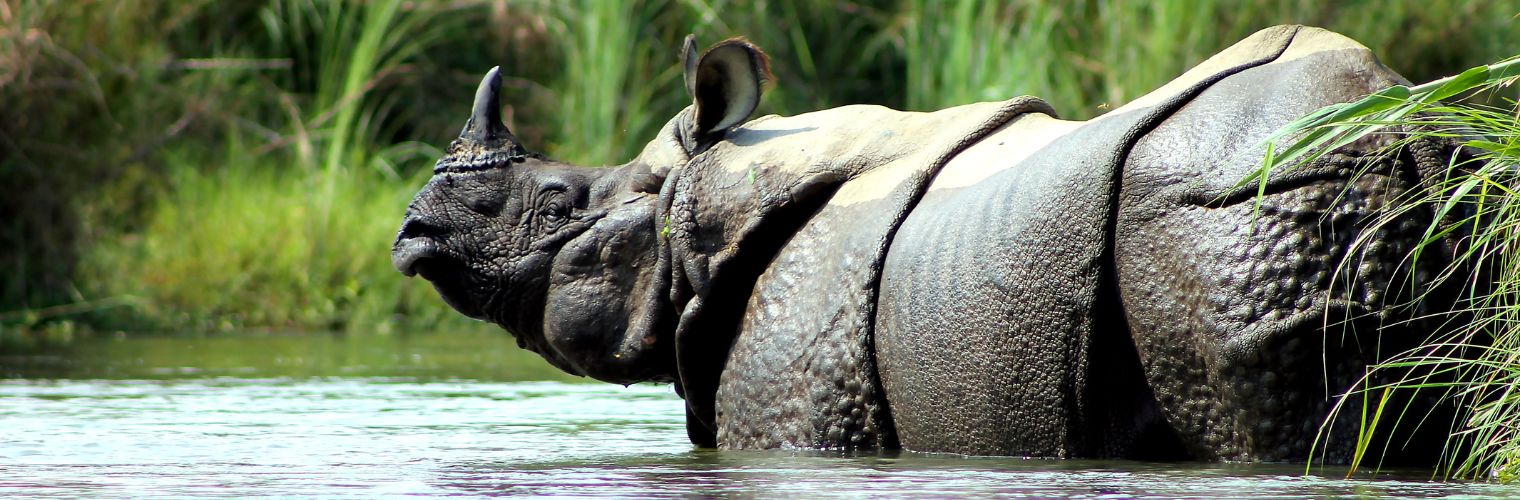 Chitwan National Park 3 Days Tour with Jungle Safari
