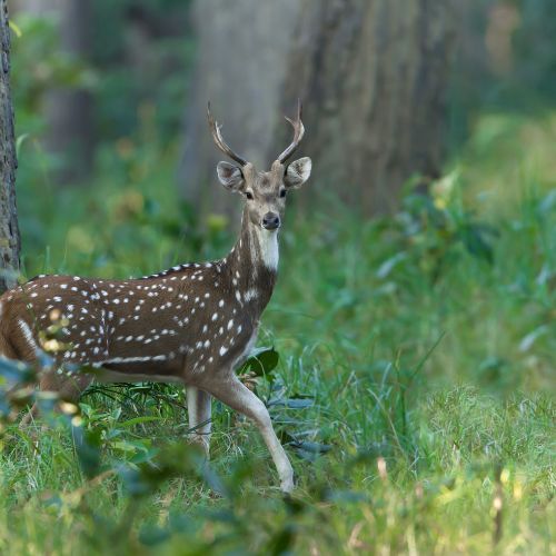 Deers Seen In Bardiya National Park