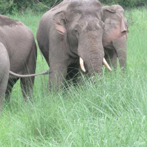 Elephants In Bardiya National Park