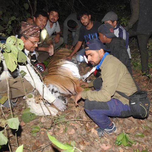 Tiger Saving Bardiya National Park