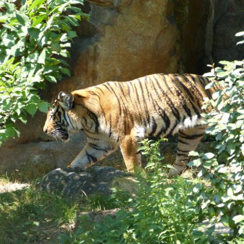 Tigers In Bardiya National Park