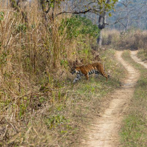 Tigers in Nepal